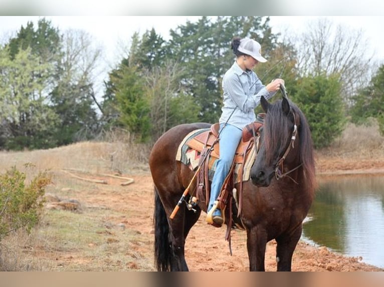 Friesian horses Mix Gelding 5 years 15 hh Black in Ripley