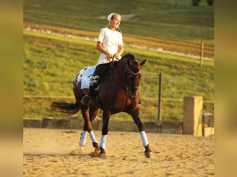Friesian horses Mix Gelding 5 years 15 hh Black in Millersburg
