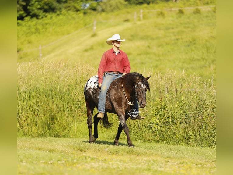 Friesian horses Mix Gelding 5 years 15 hh Black in Millersburg