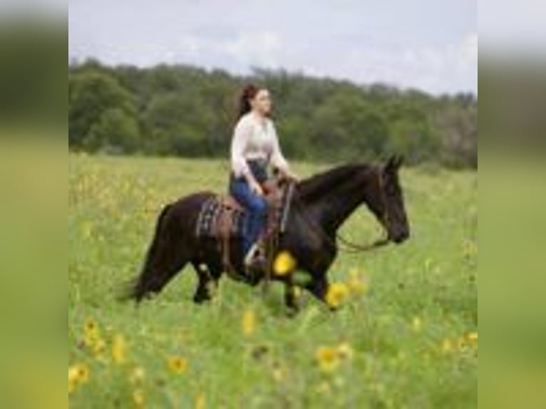 Friesian horses Gelding 5 years 15 hh Black in Massachusetts