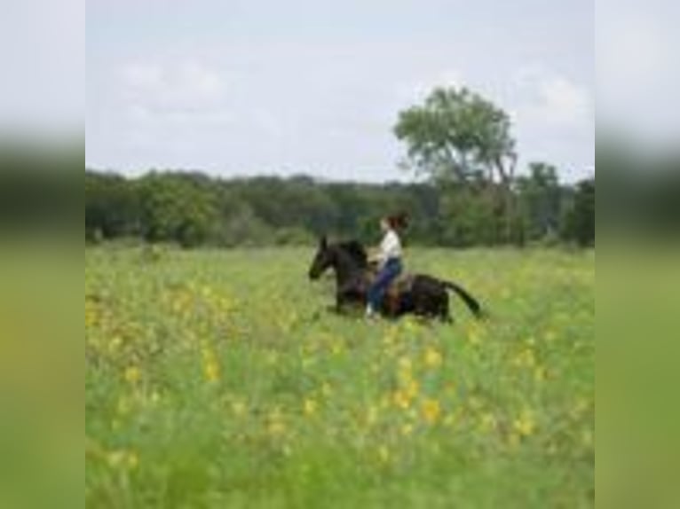 Friesian horses Gelding 5 years 15 hh Black in Massachusetts