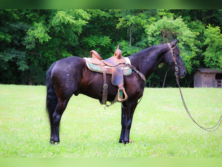 Friesian horses Gelding 5 years 15 hh Black in Flemingsburg KY