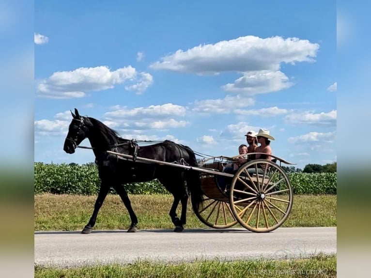 Friesian horses Gelding 5 years 15 hh Black in Auburn, ky