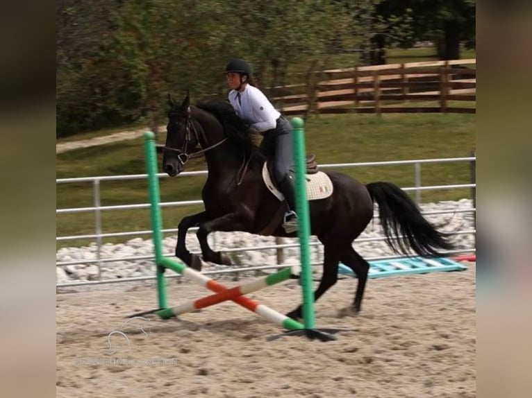 Friesian horses Gelding 5 years 15 hh Black in Auburn, ky