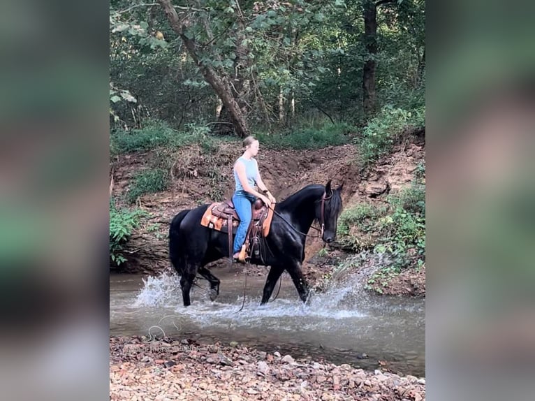 Friesian horses Gelding 5 years 15 hh Black in Auburn, ky