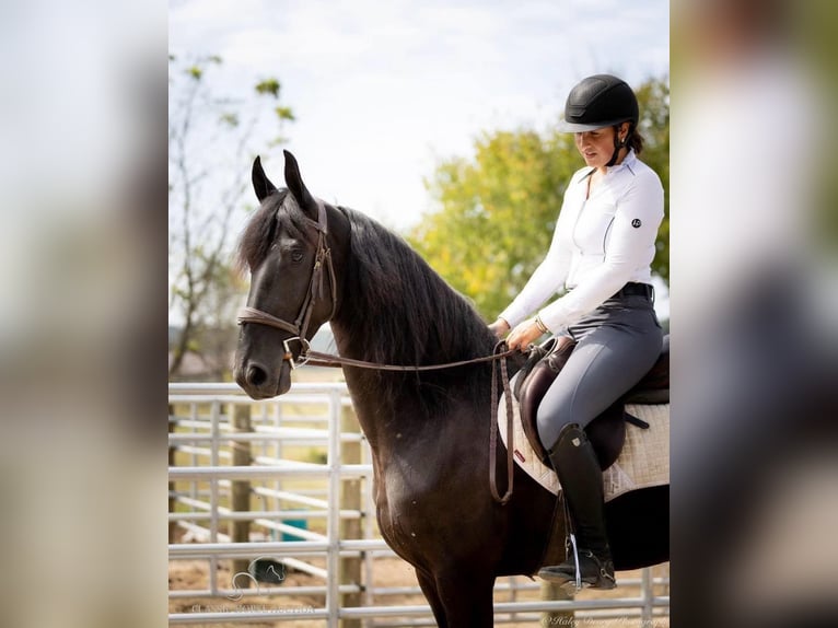 Friesian horses Gelding 5 years 15 hh Black in Auburn, ky