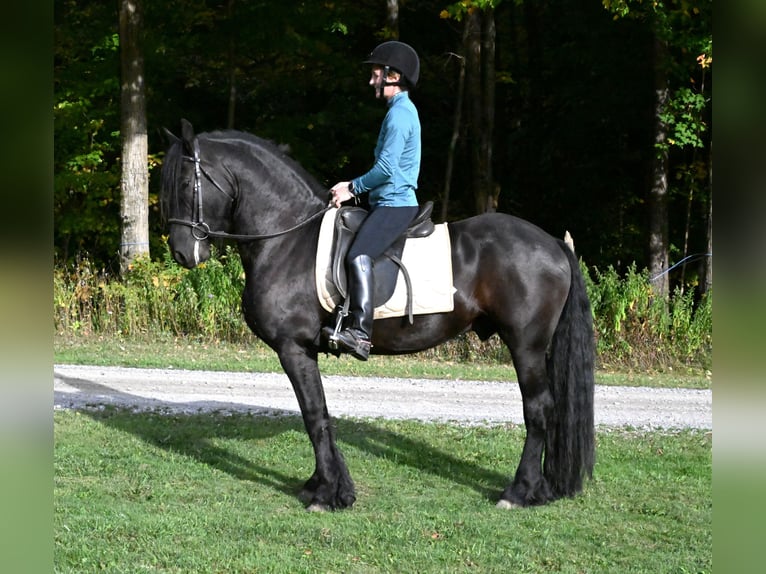 Friesian horses Mix Gelding 5 years 15 hh Black in Warsaw Friesian horses Mix Gelding 5 years 15 hh Black in Warsaw
