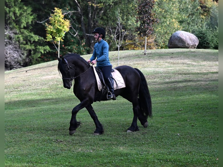 Friesian horses Mix Gelding 5 years 15 hh Black in Warsaw Friesian horses Mix Gelding 5 years 15 hh Black in Warsaw