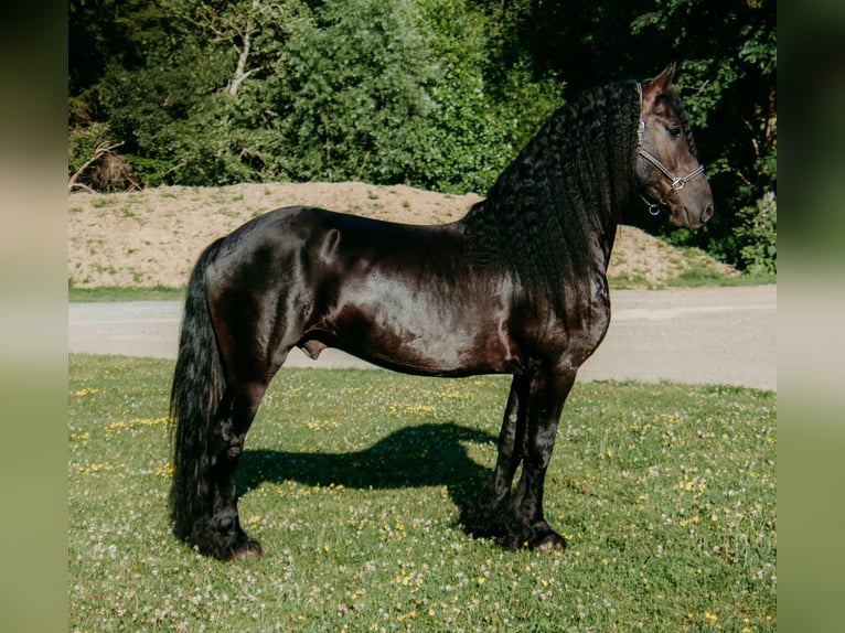 Friesian horses Mix Gelding 5 years 15 hh Black in Warsaw Friesian horses Mix Gelding 5 years 15 hh Black in Warsaw