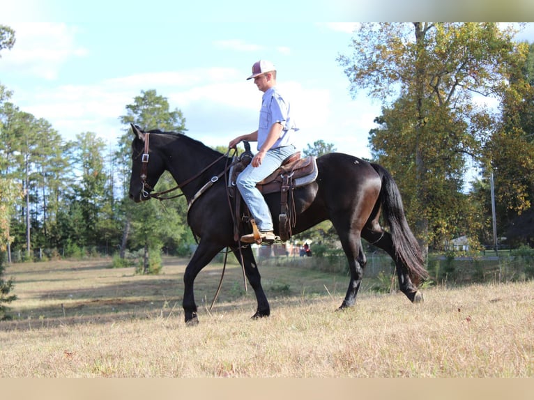 Friesian horses Gelding 5 years 15 hh Black in Cherryville NC