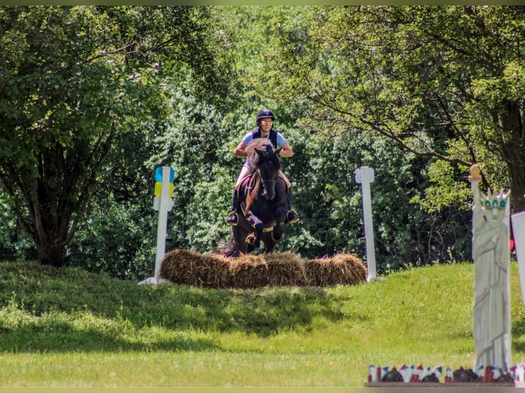 Friesian horses Gelding 5 years 15 hh Black in Warsaw NY