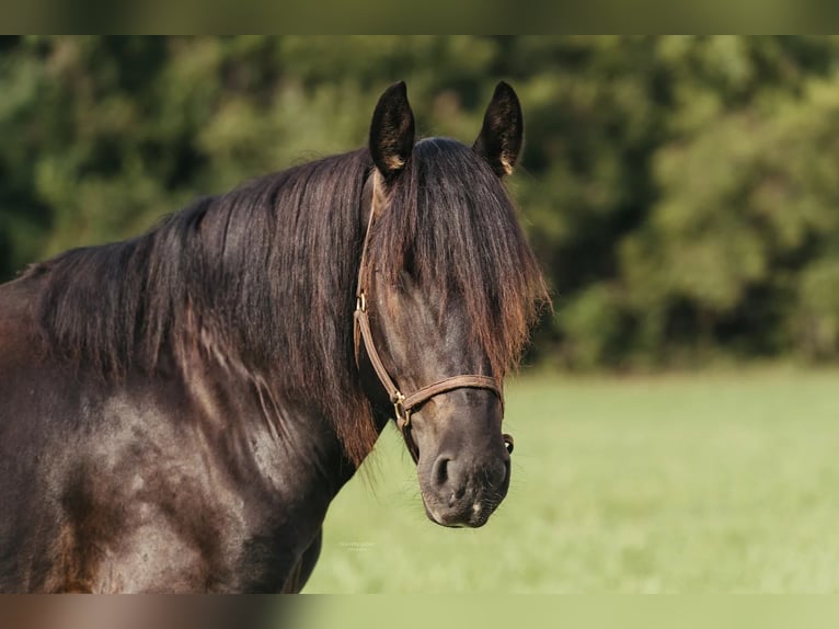 Friesian horses Gelding 5 years 15 hh Black in McLoud OK