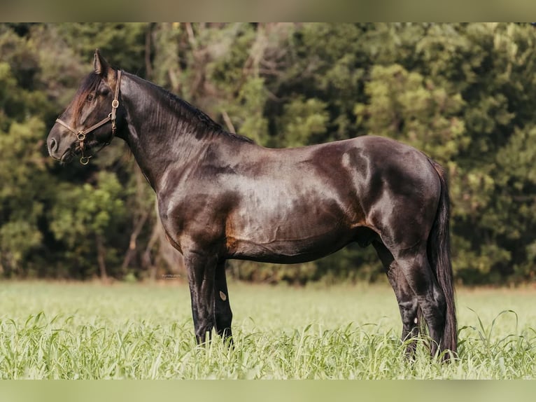 Friesian horses Gelding 5 years 15 hh Black in McLoud OK