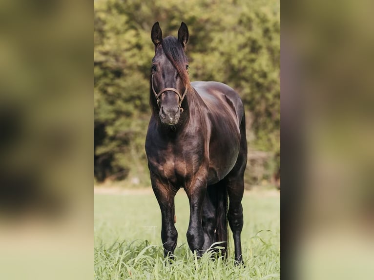 Friesian horses Gelding 5 years 15 hh Black in McLoud OK