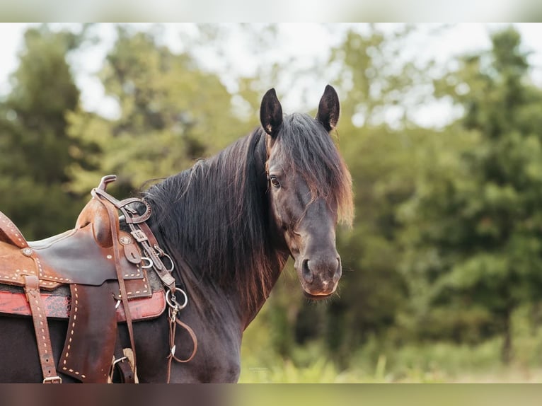 Friesian horses Gelding 5 years 15 hh Black in McLoud OK