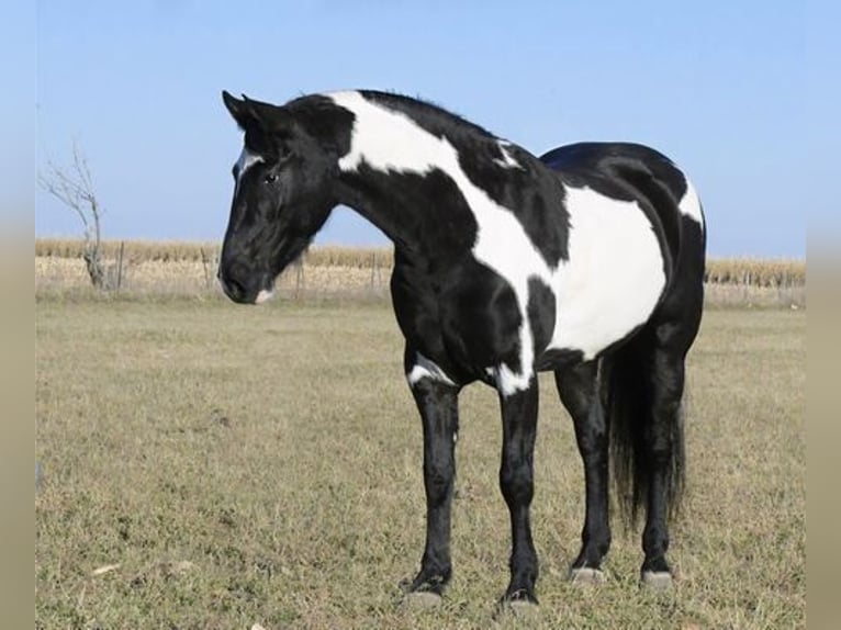 Friesian horses Mix Gelding 5 years 15 hh Black in Temecula