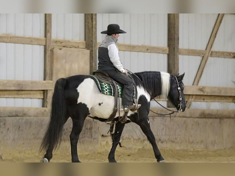 Friesian horses Mix Gelding 5 years 15 hh Black in Temecula