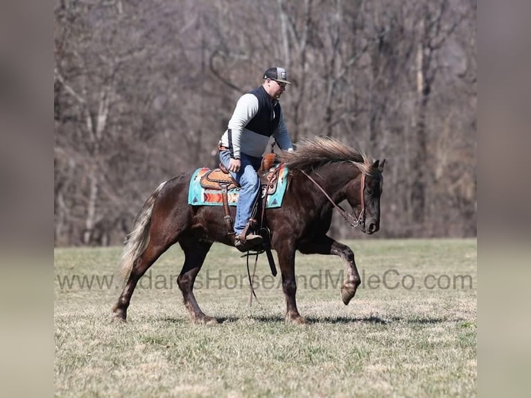 Friesian horses Gelding 5 years 15 hh Brown in Mount Vernon