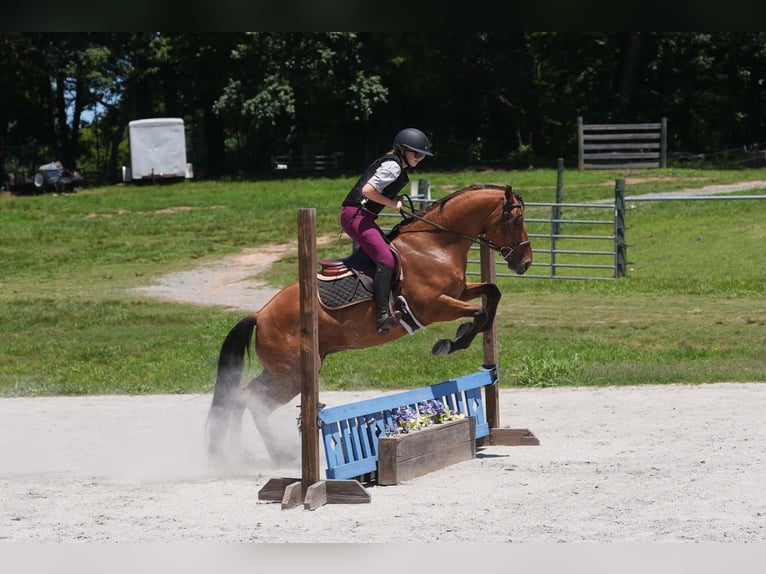 Friesian horses Mix Gelding 5 years 15 hh Buckskin in Clover
