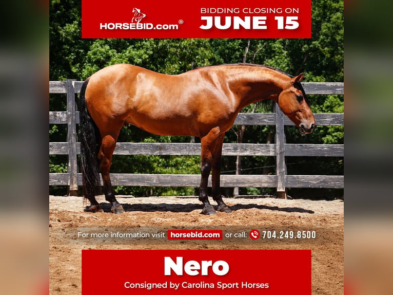 Friesian horses Mix Gelding 5 years 15 hh Buckskin in Clover