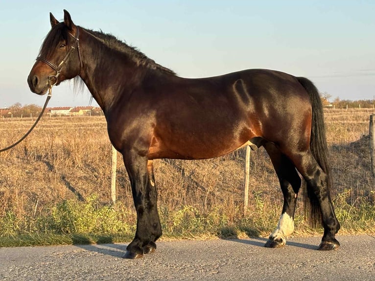 Friesian horses Mix Gelding 5 years 15 hh in Szarvas