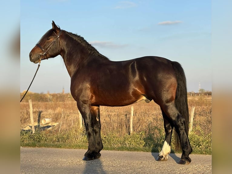 Friesian horses Mix Gelding 5 years 15 hh in Szarvas