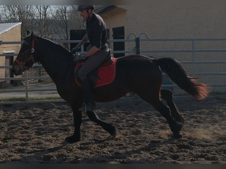 Friesian horses Mix Gelding 5 years 15,1 hh Bay-Dark in Buttstädt