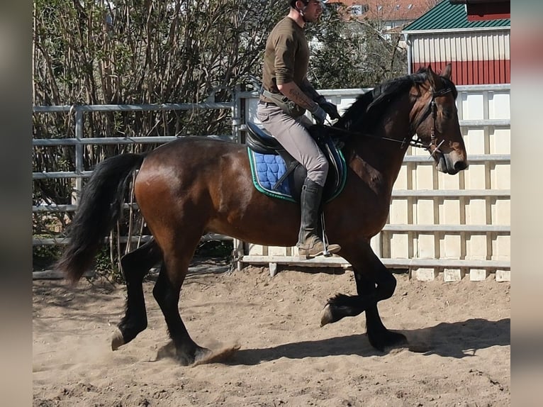 Friesian horses Mix Gelding 5 years 15,1 hh Bay-Dark in Buttstädt
