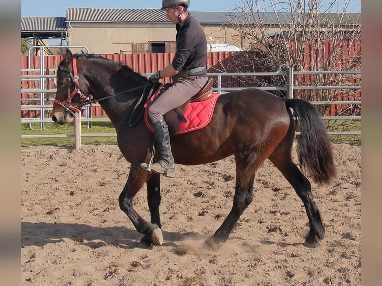 Friesian horses Mix Gelding 5 years 15,1 hh Bay-Dark in Buttstädt