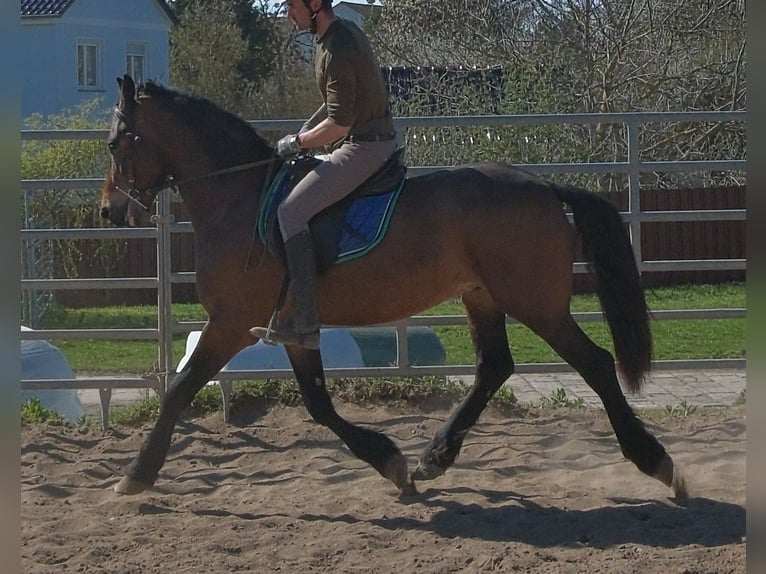 Friesian horses Mix Gelding 5 years 15,1 hh Bay-Dark in Buttstädt