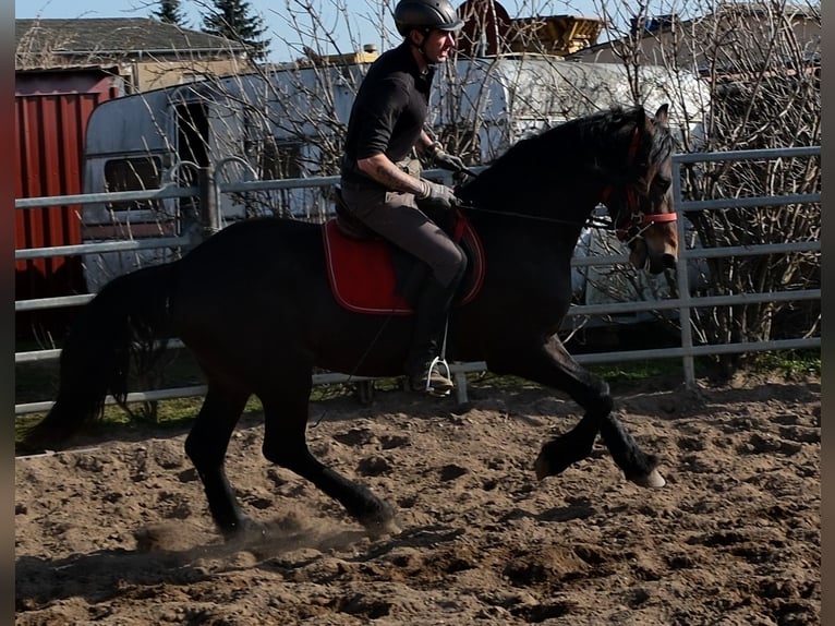 Friesian horses Mix Gelding 5 years 15,1 hh Bay-Dark in Buttstädt