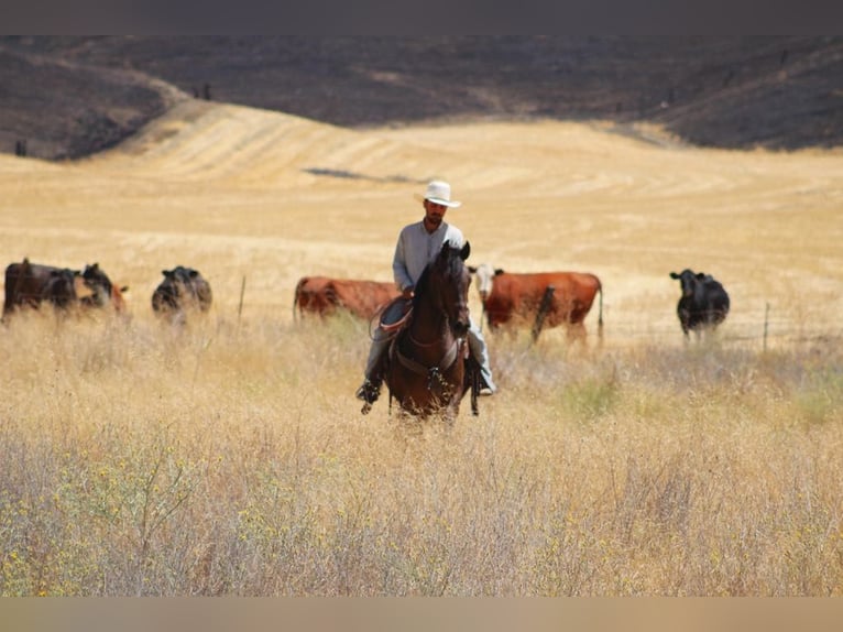 Friesian horses Gelding 5 years 15,1 hh Bay in Paicines CA