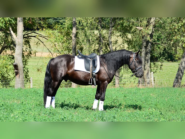 Friesian horses Mix Gelding 5 years 15,1 hh Black in Fredericksburg