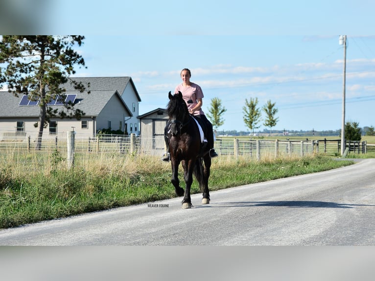 Friesian horses Mix Gelding 5 years 15,1 hh Black in Fredericksburg