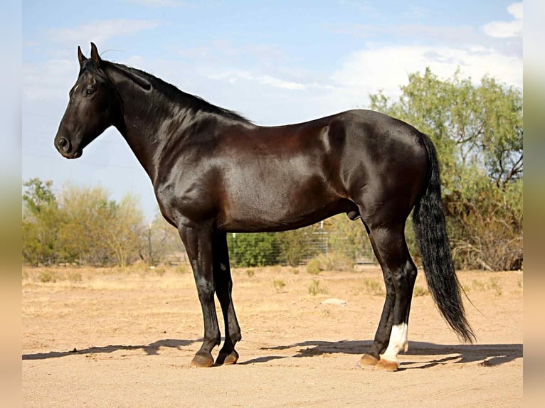 Friesian horses Gelding 5 years 15,1 hh Black in Marana