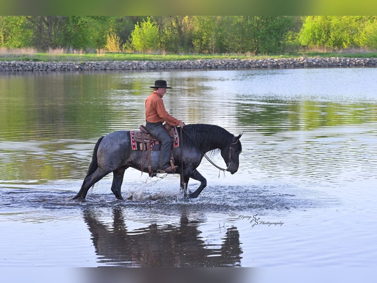 Friesian horses Mix Gelding 5 years 15,1 hh Roan-Blue in Hazleton, IA