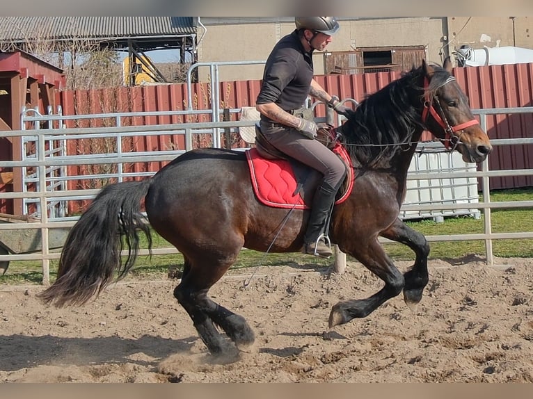 Friesian horses Mix Gelding 5 years 15,1 hh Smoky-Black in Buttstädt