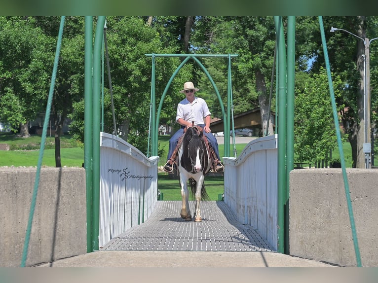 Friesian horses Mix Gelding 5 years 15,1 hh Tobiano-all-colors in Hazleton, IA