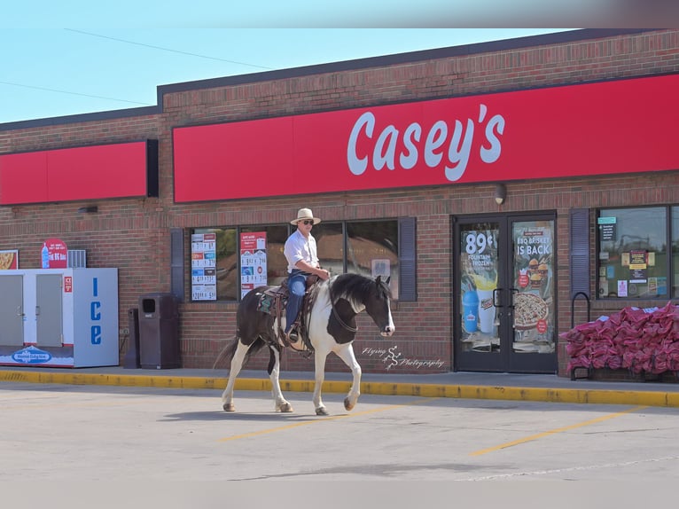 Friesian horses Mix Gelding 5 years 15,1 hh Tobiano-all-colors in Hazleton, IA