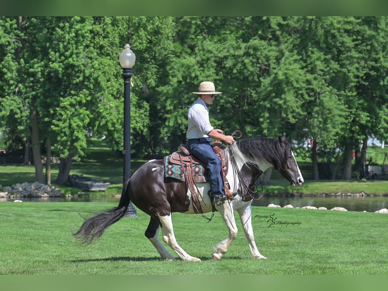 Friesian horses Mix Gelding 5 years 15,1 hh Tobiano-all-colors in Hazleton, IA