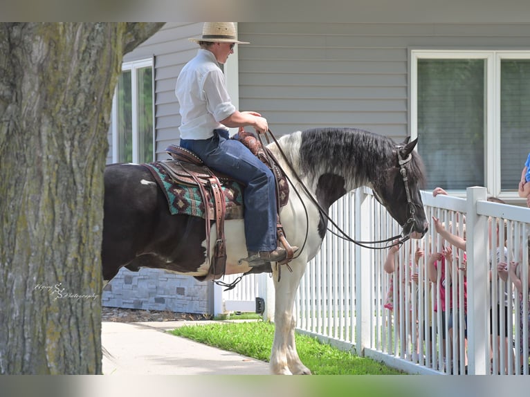 Friesian horses Mix Gelding 5 years 15,1 hh Tobiano-all-colors in Hazleton, IA