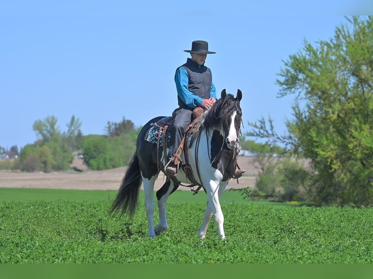 Friesian horses Mix Gelding 5 years 15,1 hh Tobiano-all-colors in Hazleton, IA