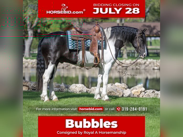 Friesian horses Mix Gelding 5 years 15,1 hh Tobiano-all-colors in Hazleton, IA