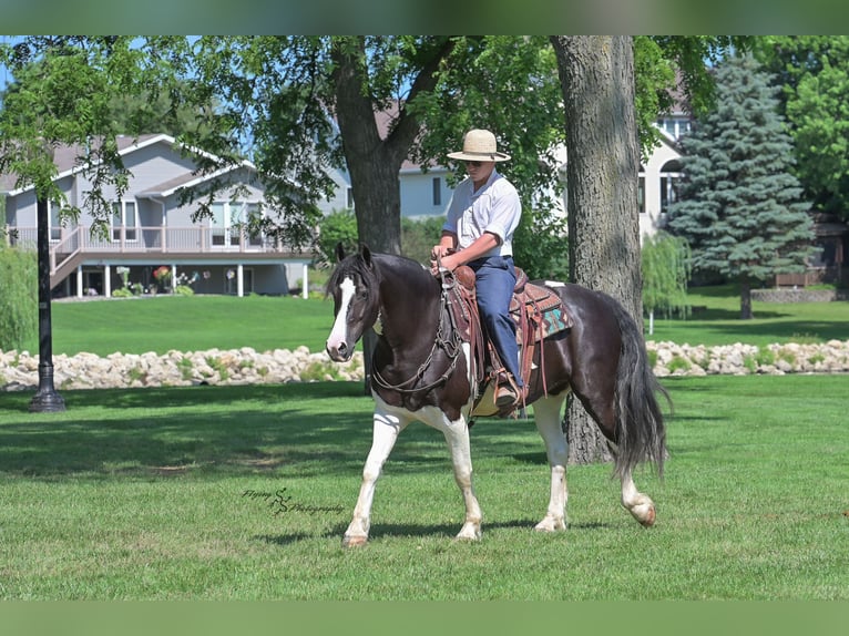 Friesian horses Mix Gelding 5 years 15,1 hh Tobiano-all-colors in Hazleton, IA