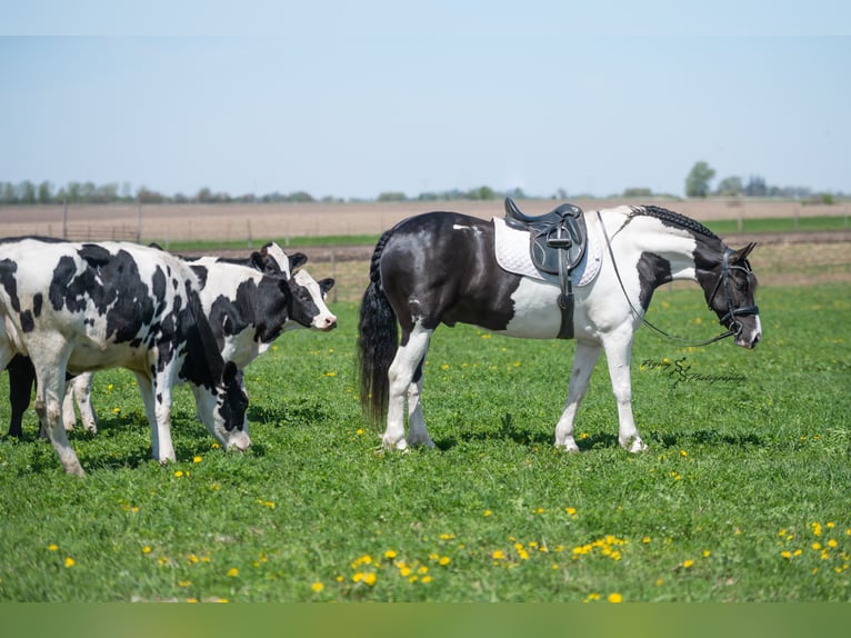 Friesian horses Mix Gelding 5 years 15,1 hh Tobiano-all-colors in Hazleton, IA