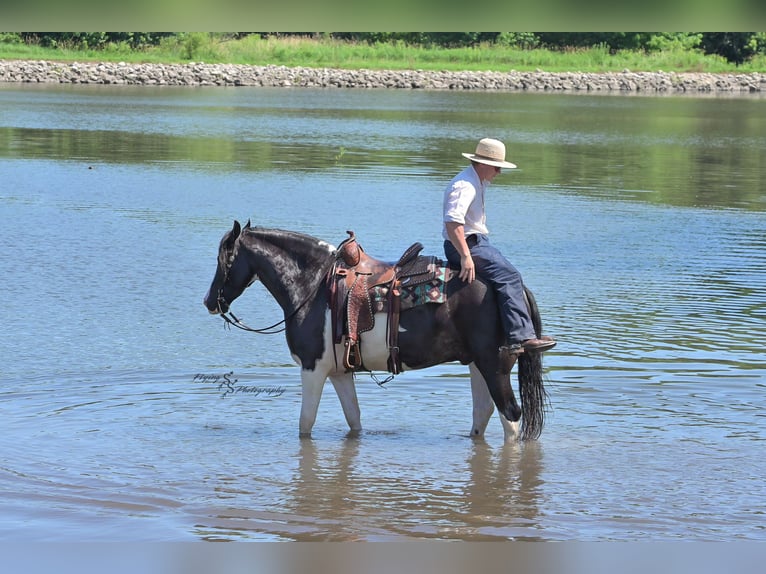 Friesian horses Mix Gelding 5 years 15,1 hh Tobiano-all-colors in Hazleton, IA