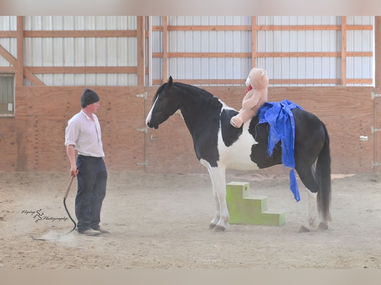 Friesian horses Mix Gelding 5 years 15,1 hh Tobiano-all-colors in Hazleton, IA