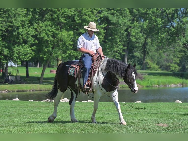 Friesian horses Mix Gelding 5 years 15,1 hh Tobiano-all-colors in Hazleton, IA