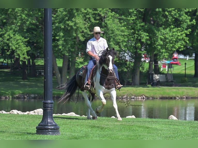 Friesian horses Mix Gelding 5 years 15,1 hh Tobiano-all-colors in Hazleton, IA