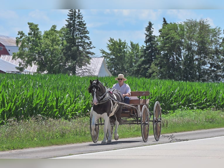 Friesian horses Mix Gelding 5 years 15,1 hh Tobiano-all-colors in Hazleton, IA